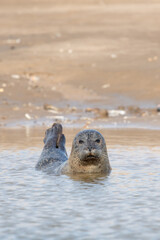 Harbour Seal (Phoca vitulina) on the Norfolk coast © davemhuntphoto
