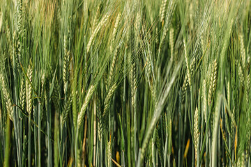 Obraz premium Green wheat field close up. Spring countryside scenery. Beautiful nature landscape. Juicy fresh ears of young green wheat.Free space for text. Agriculture scene. Abstract blurred background