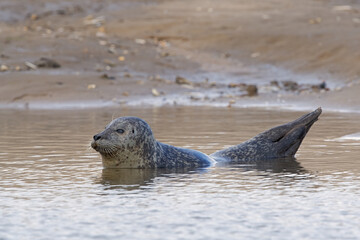 Obraz premium Harbour Seal (Phoca vitulina) on the Norfolk coast