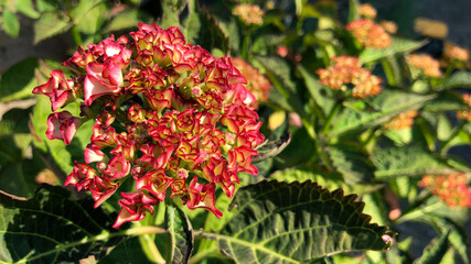 Hydrangea in early flower with red mop head in early summer, United Kingdom