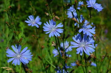 blue flowers on a meadow