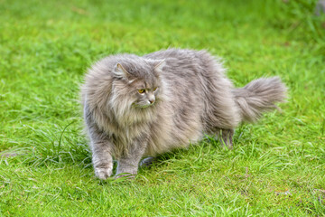 Naklejka na ściany i meble A fluffy long-haired, smoky-grey cat with yellow eyes walks on green grass at sunny spring day.