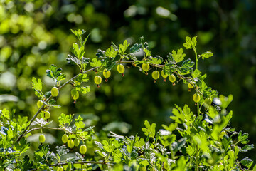 Backlited ripe gooseberries on a branch against blurred dark green background in the summer garden. Selective focus with shallow DOF.