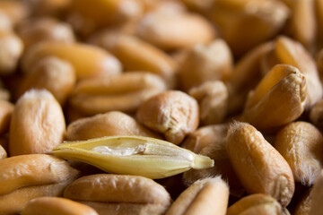 Bild von Weizen Weizenkörner Getreide