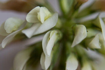 Makro Fotografie einer weissen Blume