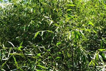 green willow leafs background