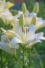 White lilies blooming in the summer garden on sunny day. Vertical picture
