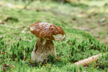 Edible mushroom cut in the woods. Mushroom boletus edilus growing in green moss. Autumn forest mushrooms scene.Vegetarian diet food.Tasty natural product.Time for mushrooming and outdoor activities