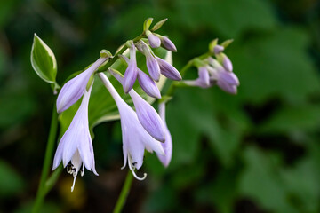 Fototapeta na wymiar Closeup of Hosta Plant's Purple Blossoms