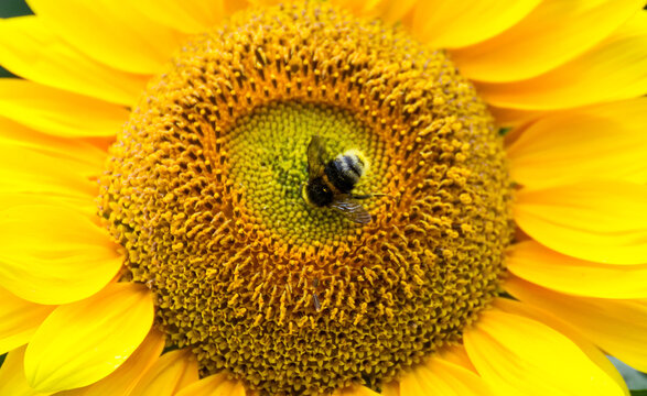 
bumblebee sitting on a sunflower