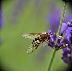 Owady na roślinach © merko