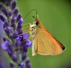 Motyle © merko