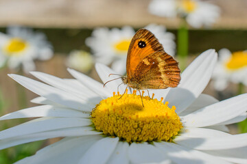 A colourful close up macro of a Gatekeeper butterfly feeding on a bright yellow flower head