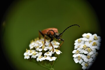 Owady na roślinach © merko