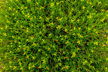 A floral wide shot pattern of a green bush with yellow accent leaves
