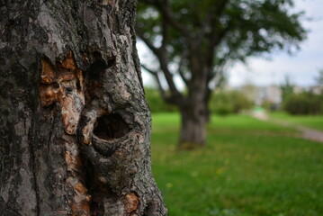 tree trunk in the forest