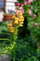 Antirrhinum majus bright colorful flowering plant, group of snapdragon flowers in bloom