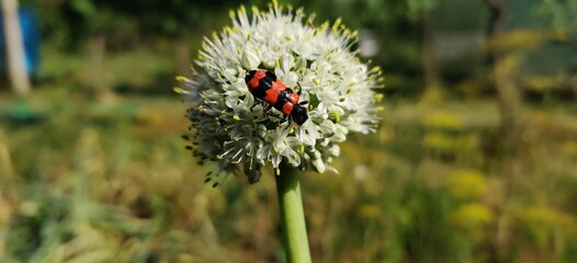 wild flower in the grass
