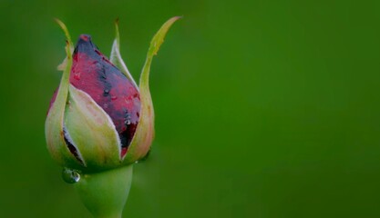 Ciemno czerwona róża z kropelkami deszczu na zielonym tle