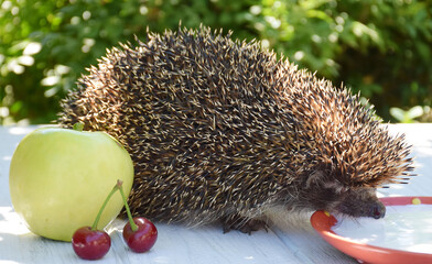 Hedgehog drinks milk in the garden