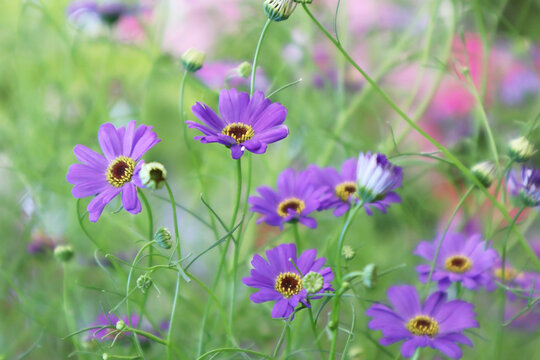 Purple Brachyscome flowers. Floral background.