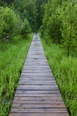 Wooden path in the forest