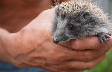 Man holds hedgehog in his hands