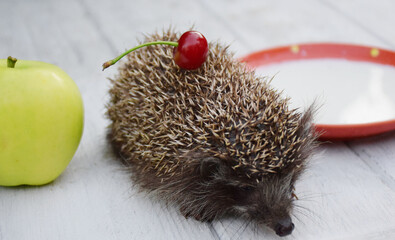 Hedgehog drinks milk in the garden