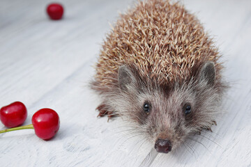 Hedgehog eats fruits and berries on a wooden background in the garden