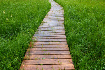 Wooden path in the forest