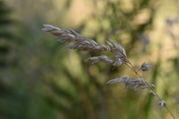 Fototapeta premium Chwast 