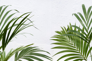 Fresh green tropical palm frond border on white