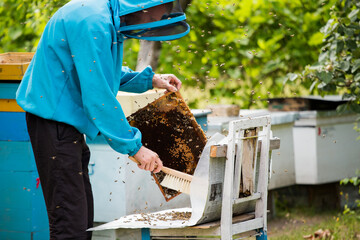 beekeeper shakes bees with frame with single brush to transfer to nucleus box. Artificial...