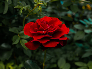 Roses in the botanical garden in Radzionków. Free space for entry ready.