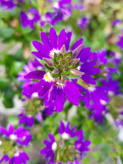 Fototapeta premium common fan-flower also fairy fan-flower (in german Blaue Fächerblume) Scaevola aemula