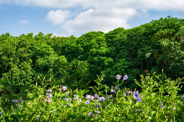 Mountain views and flowers in the forest