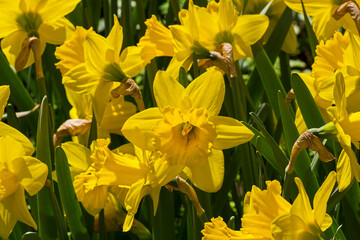 Bright beautiful yellow daffodils.