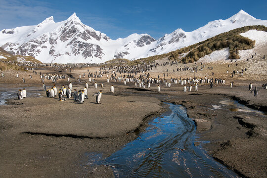 King Penguins (Aptenodytes patagonicus), Right Whale Bay, South Georgia Island
