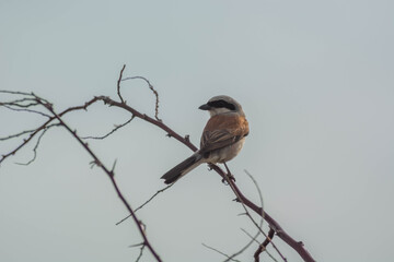 Red Backed Shrike