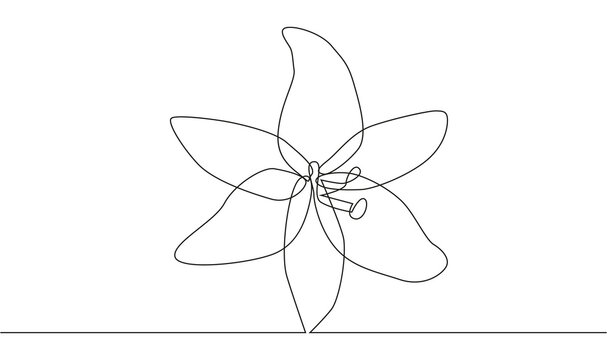 continuous single drawn one line flower lily hand-drawn picture silhouette. Line art. doodle.