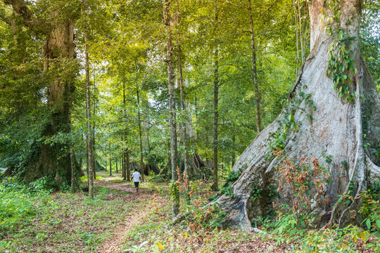 A man walking through the nutmeg tree rainforest, Banda, Maluku, Spice Islands, Indonesia