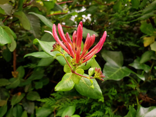 Close up view of Honeysuckle Lonicera buds with blurry green leaves in the background. Selective focus. Cloudy day.