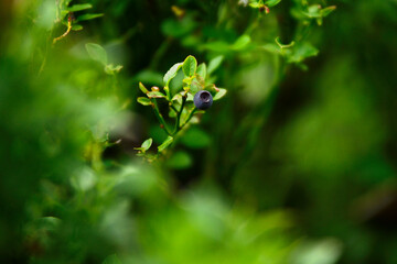 Myrtilliers sauvages