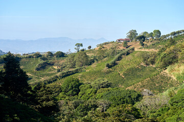 Fototapeta na wymiar Coffee plantation in the mountain. Around coniferous forests.