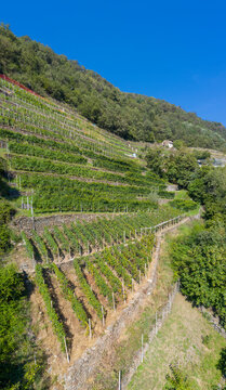 Rows of terraced vineyards, Costiera dei Cech, Valtellina, Sondrio province, Lombardy