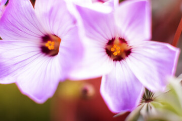 Fototapeta premium Silver Shamrock flowers or Chilean Oxalis, Pink Carpet Oxalis, Pink Buttercups, Pink Sauerklee in St. Gallen, Switzerland.