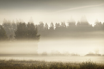 Golden country field and deciduous forest in a clouds of morning fog at sunrise. Tree silhouettes...