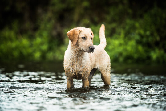 Golden Labrador standing in a shallow river looking away from the camera