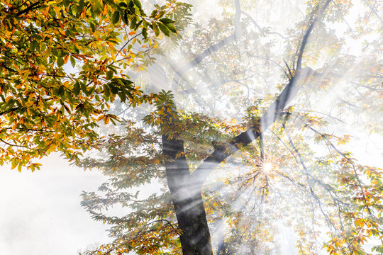 Sun rays filter between fog in autumn, Soglio, Bregaglia valley, Graubunden