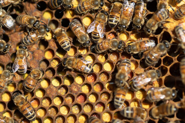 Pollen-Vorräte im Bienenstock 